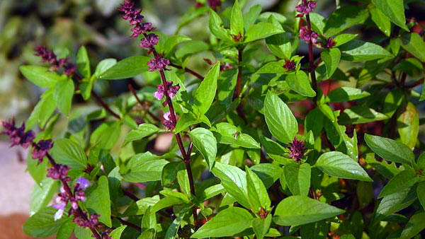 Home garden which direction to keep tulsi plant in to get rid of poverty in kannada