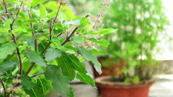 Home garden which direction to keep tulsi plant in to get rid of poverty in kannada