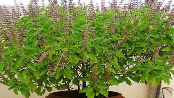Home garden which direction to keep tulsi plant in to get rid of poverty in kannada