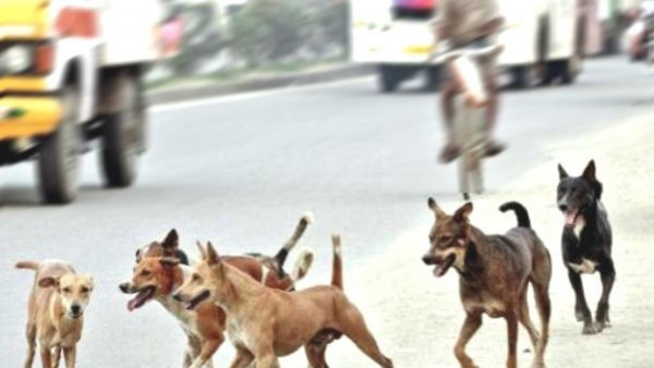 10 sheeps killed by Street dogs attack in Gundlupete