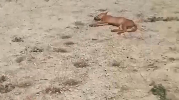 5 Rare Animals Death near Karadigudda 5 Rare Animals Death near Karadigudda