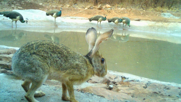 Summer How Man Animal Conflict Reduce In Ballari