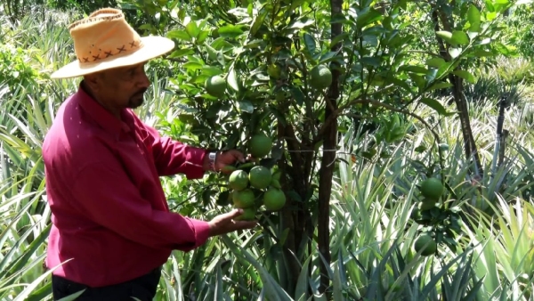 Antini Alia D Silva Has Successfull In Grown Fruit Crops At Karkala