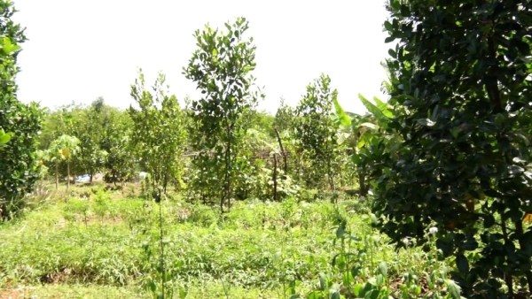 Antini Alia D Silva Has Successfull In Grown Fruit Crops At Karkala