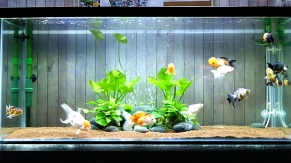 Aquarium vastu tips for fish tank in kannada