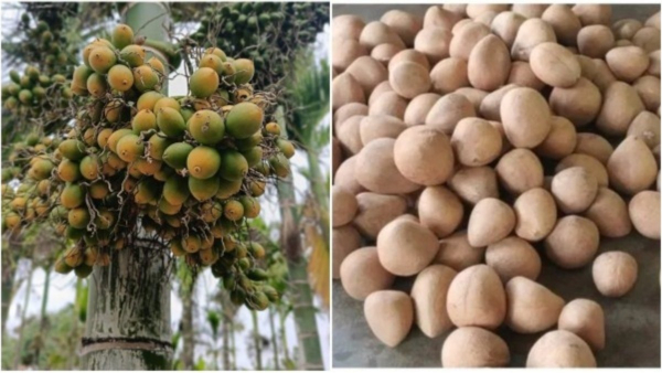 Arecanut and Copra Prices See Minor Drop in Karnataka on May 22 Arecanut and Copra Prices See Minor Drop in Karnataka on May 22