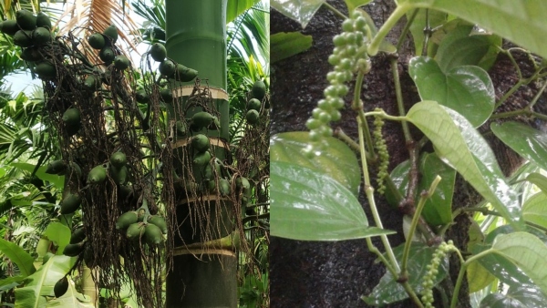 Temperature has impacted coffee pepper and areca crops in Malnad region