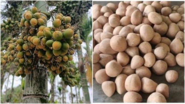 Arecanut prices on the rise bring happiness to farmers Check copra prices
