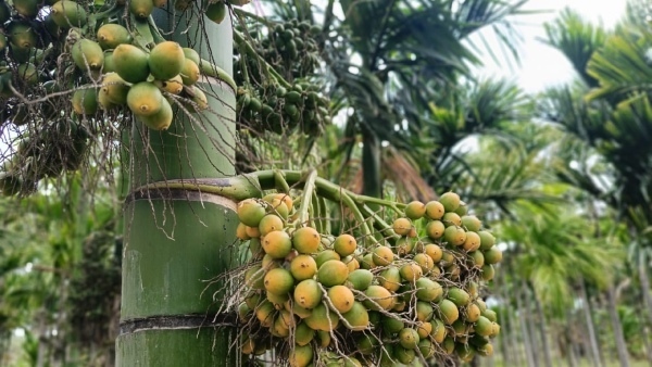 Arecanut trees fell down due to heavy rain in Mayakonda-Do you know how much loss