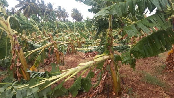 Banana growers worried due to Heavy rain in Border district