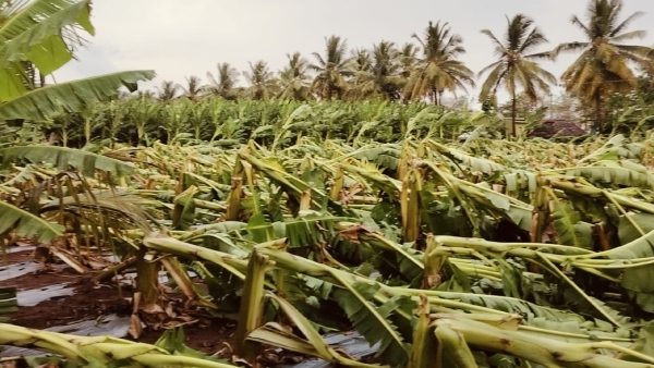 More than 3 000 banana plants Destroyed due to Heavy rain in uttuvalli village