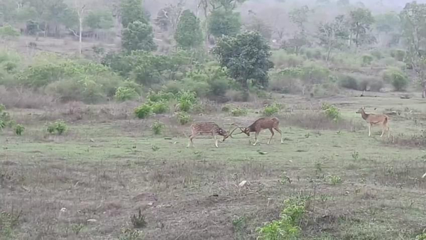 Two deers fighting in Mysuru-Ooty National Highway video viral