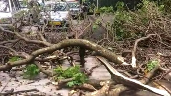 Bengaluru Rain WhatsApp if you see a dry tree or branch