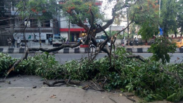 Bengaluru Rain WhatsApp if you see a dry tree or branch