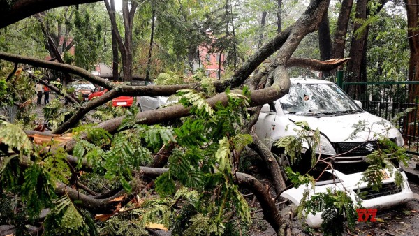 Trees falling during rains in Bengaluru Public outrage against BBMP