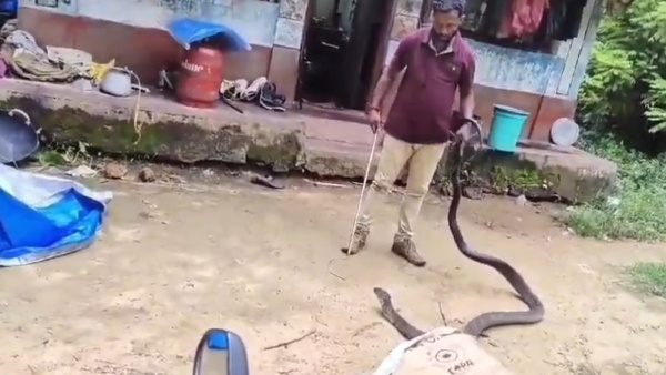 A 12 Feet Long Black Cobra Was Found Inside A House In Mangaluru