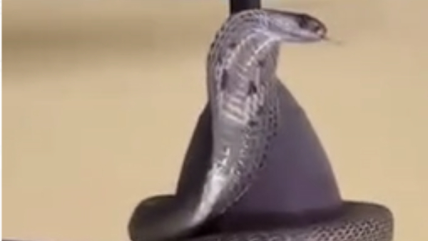 A 12 Feet Long Black Cobra Was Found Inside A House In Mangaluru