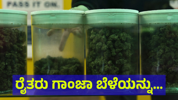 Pakistan Government Taken Another Step To Legalize The Cannabis Pakistan Government Taken Another Step To Legalize The Cannabis