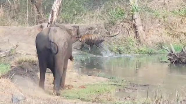 Tiger and elephant fight in Bandipur video viral