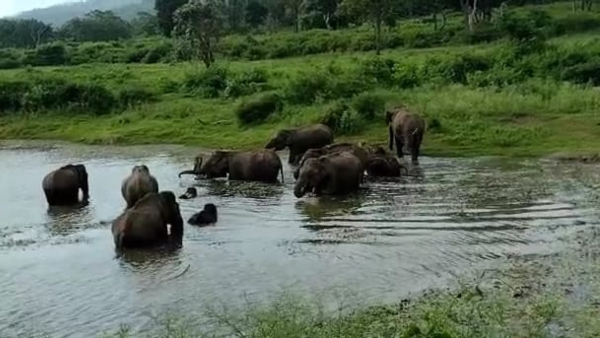3rd Day elephant census in Chamarajanagar district