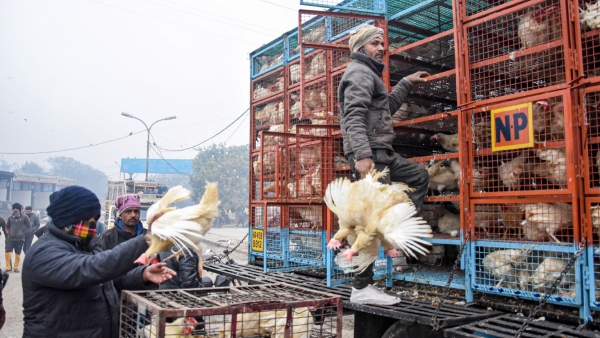 Chicken Price hike in Bengaluru