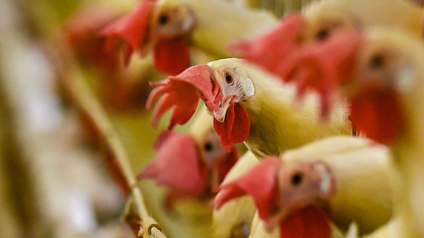 Chicken Price hike in Bengaluru