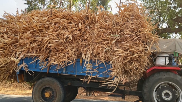 Increased sunshine Shortage of fodder for livestock - Demand for paddy straw