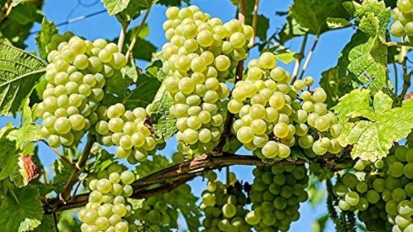 Farmers have demanded the government to compensate the grapes which have lost their value due to rain