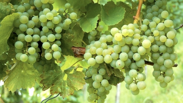 Farmers have demanded the government to compensate the grapes which have lost their value due to rain