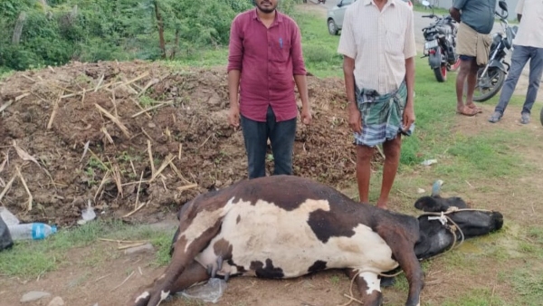 Three Cattle Die After Consuming Contaminated Water in Gundlupete