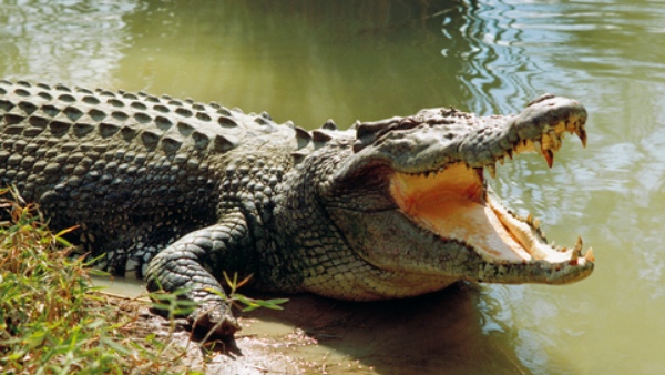 A Mother Threw Her Child Into The Canal Where There Was A Crocodile At Dandeli