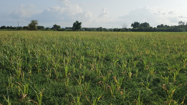 Apply For Pradhan Mantri Fasal Bima Yojana For Year 2024-25