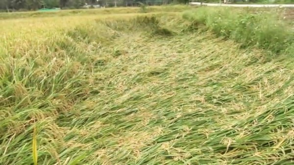 2023 Monsoon Season Crop Loss Compensation Release