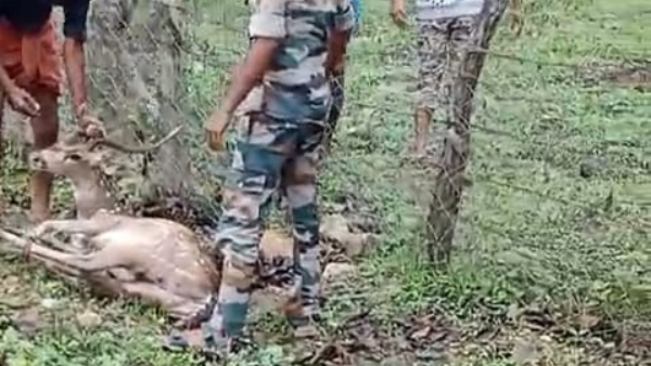 Stray dogs attack on A deer near Gundlupete