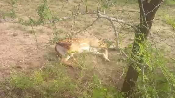 A Deer death by tiger attack near Gundlupete taluk A Deer death by tiger attack near Gundlupete taluk