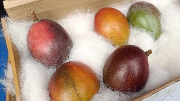 Dharwad Mango Fair 2024 Rs 2 7 Lakh Per kg of Miyazaki Mango has Attracted in Fair Dharwad Mango Fair 2024 Rs 2 7 Lakh Per kg of Miyazaki Mango has Attracted in Fair