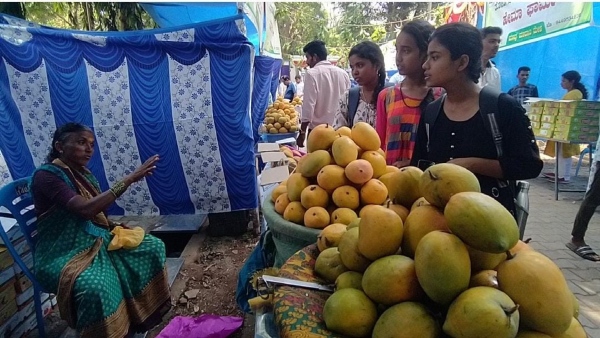Dharwad Mango Fair 2024 Rs 2 7 Lakh Per kg of Miyazaki Mango has Attracted in Fair Dharwad Mango Fair 2024 Rs 2 7 Lakh Per kg of Miyazaki Mango has Attracted in Fair