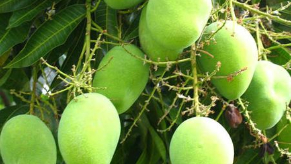 Dharwad Alphonso Mango Will Export to America Soon