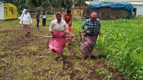 Women in Dharwad Have Grown 77 Varieties of Millet Crops Without Agricultural Land