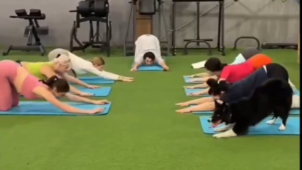 Viral Video Adorable Dog Joins Humans in Yoga Session Internet Can t Get Enough