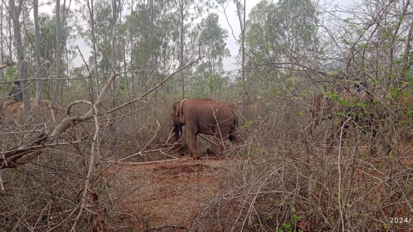 Wild Elephant captured in Bandipur