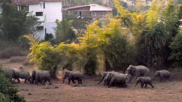 Special Elephant Census In Border Areas Of Karnataka