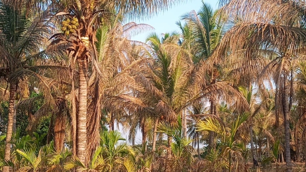 Shortage of Rain A farmer who destroyed Arecanut trees in one and half hectare in Honnayakanahalli