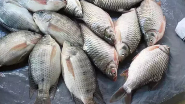 Two Died After Eating Fish In Hassan More Than 15 People Hospitalized