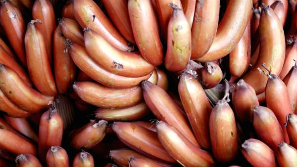 Health benefits of Red Banana 9 amazing benefits of red banana in kannada