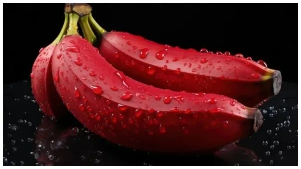Health benefits of Red Banana 9 amazing benefits of red banana in kannada