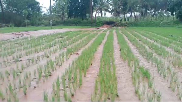 Heavy Rain in Chamarajanagara Causes Waterlogging in Agricultural Fields