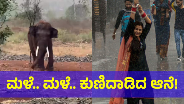 Elephant Is Danced Happily After Seeing The Rain In Summer Of May 2024