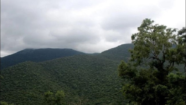 A Hornbill Bird Made A Surprise Appearance At K Gudi Forest