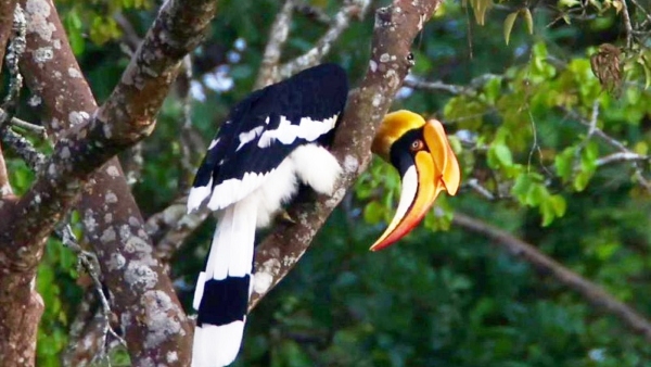 A Hornbill Bird Made A Surprise Appearance At K Gudi Forest